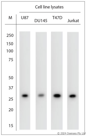 Rabbit antibody to AQP12A/B (10-50)
