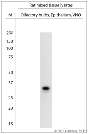 Rabbit antibody to VN1A1, V1A13, V1A14 (200-250)