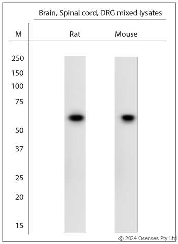 Rabbit antibody to VGluT1 (2-50)