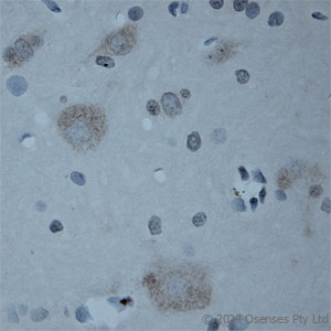 Rabbit antibody to CNTNAP2