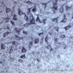 Rabbit antibody to SEC22B (2-50)