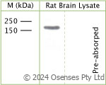 Rabbit antibody to phospho Y820 TrkC