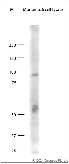 Rabbit antibody to TLR9 (830-880)