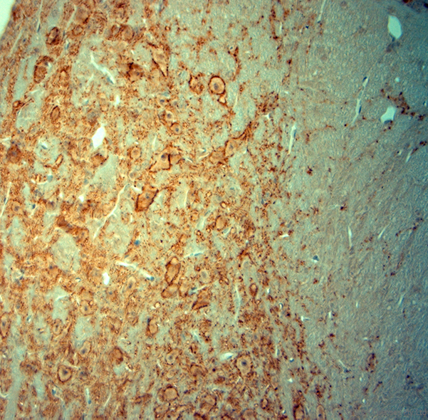 Guinea pig antibody to Synaptophysin