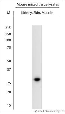 Rabbit antibody to AQP1 (230-269)
