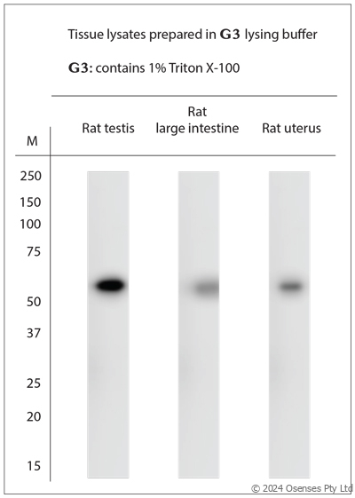 Rabbit antibody to Beclin1