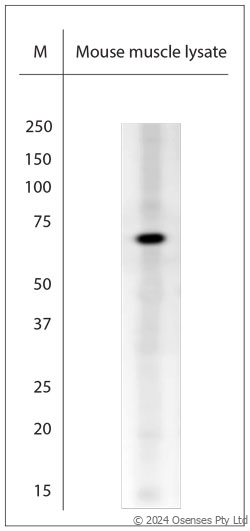 Rabbit antibody to TRIM32 (160-210)