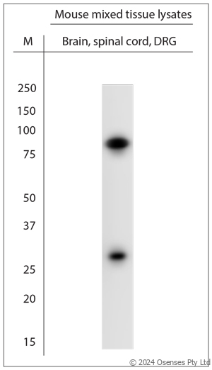 Rabbit antibody to Striatin 4 (250-300)