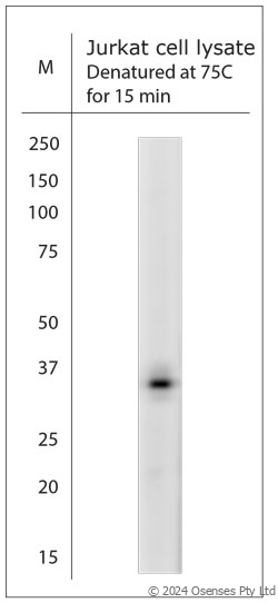 Rabbit antibody to AQP9 (2-50)