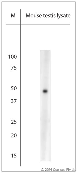Rabbit antibody to AQP8 (10-50)