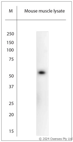 Rabbit antibody to ASIC3 (500-531)