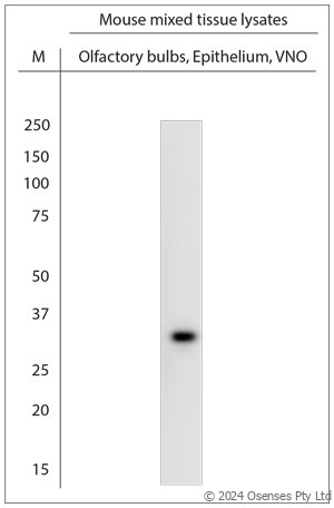 Rabbit antibody to VN1B8 (200-250)