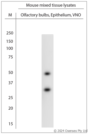 Rabbit antibody to VN1B3 (200-250)
