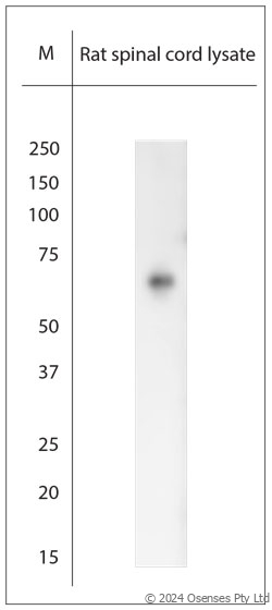 Rabbit antibody to RHOT1 (50-100)