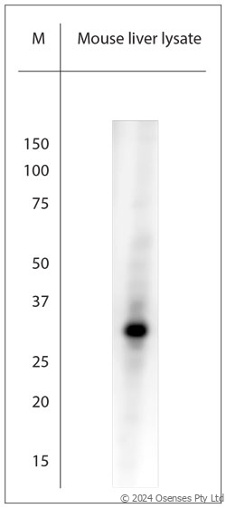 Rabbit antibody to AQP9 (200-250)