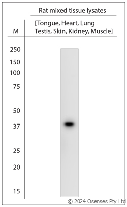 Rabbit antibody to CAHM1 (250-300)