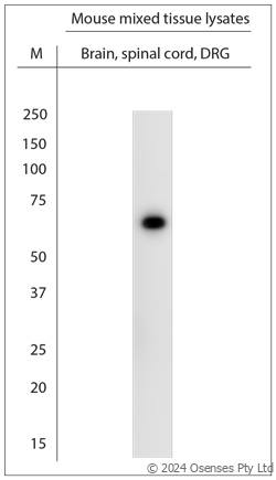 Rabbit antibody to STXB1 (460-510)