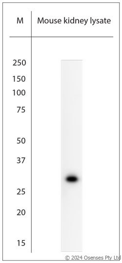 Rabbit antibody to AQP12 (240-290)