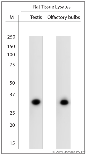 Rabbit antibody to Olr98, Olr101, Olr103, Olr115