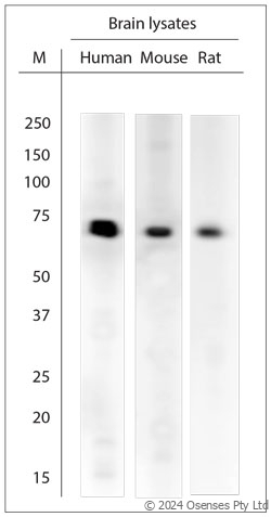 Rabbit antibody to Synapsin 1 (595-645)