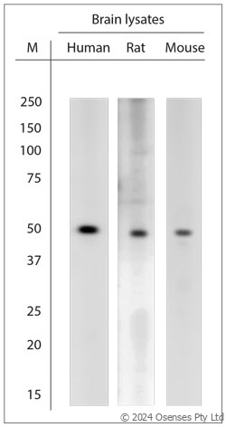 Rabbit antibody to KCNA3 (200-250)