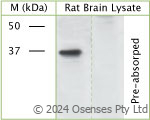 Rabbit antibody to phospho S41 GAP 43