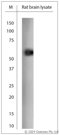 Rabbit antibody to Miro1 (400-450)