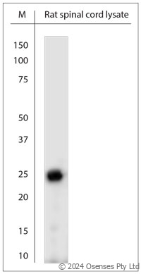 Rabbit antibody to RhoF (130-180)