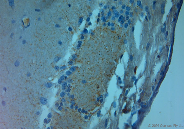 Rabbit antibody to NMDAR3A (1091-1135)