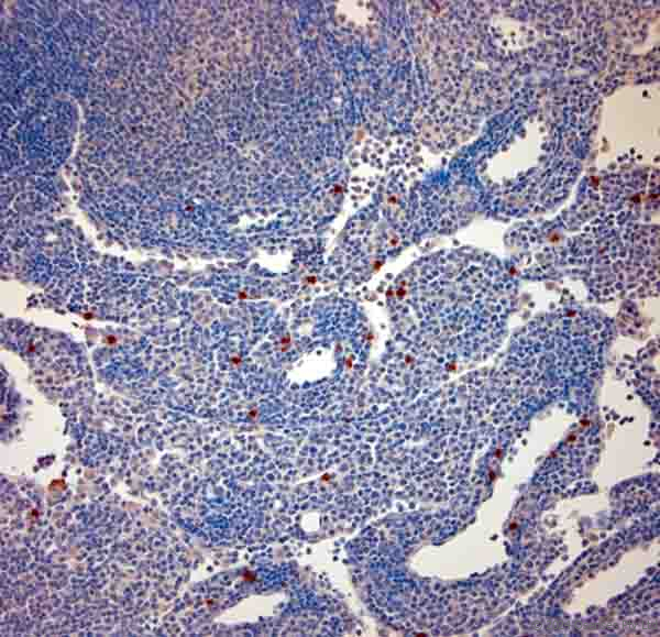 Rabbit antibody to mouse Cathelicidin