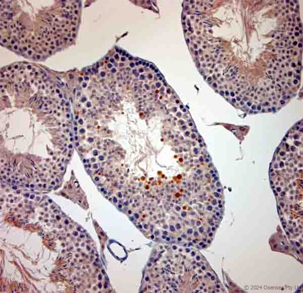 Rabbit antibody to mouse Cathelicidin