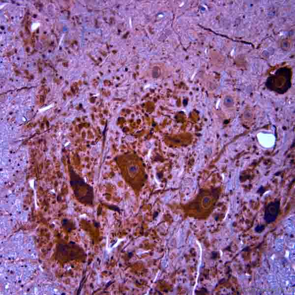 Guinea pig antibody to mouse ChAT