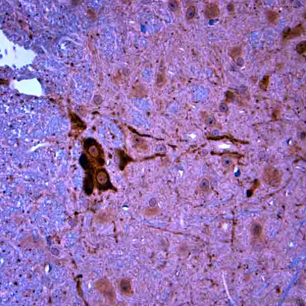 Guinea pig antibody to mouse ChAT